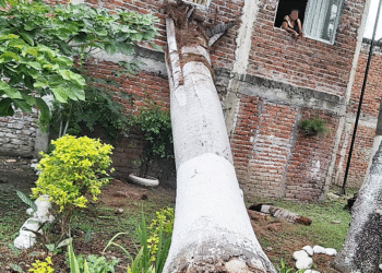 Palmas peligrosas en Tuluá(Más Caucherazos aquí) 👇🏽 