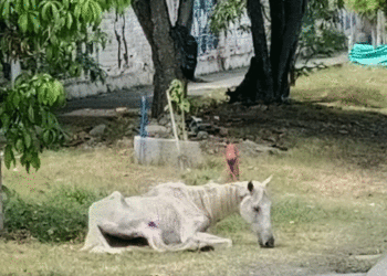 ¿A dónde irán a morir los caballos viejos en Tuluá?  (Más Caucherazos aquí) 👇🏽 