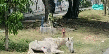 ¿A dónde irán a morir los caballos viejos en Tuluá?  (Más Caucherazos aquí) 👇🏽 