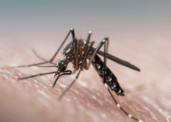 El Valle sigue en alerta por el dengue a pesar de la disminución de casos