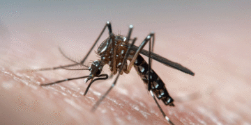 El Valle sigue en alerta por el dengue a pesar de la disminución de casos