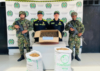 Hallaron varios kilos de marihuana en el norte del Valle