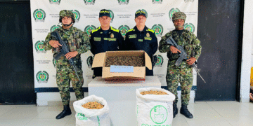 Hallaron varios kilos de marihuana en el norte del Valle