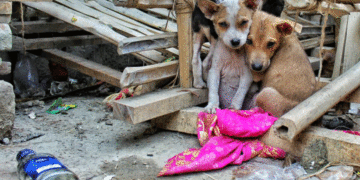 Fallo judicial ordena protección para animales callejeros en Zarzal