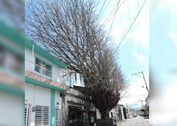 Solicitan acción urgente ante árbol seco a punto de caer