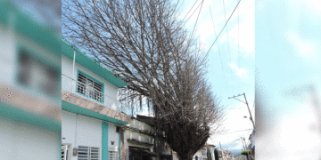 Solicitan acción urgente ante árbol seco a punto de caer