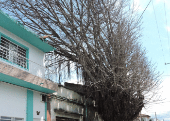 ¡Peligro! árbol a punto de caer  (Más Caucherazos aquí) 👇🏽 