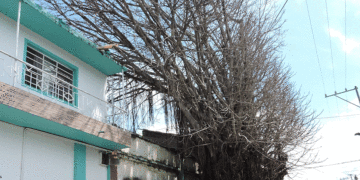 ¡Peligro! árbol a punto de caer  (Más Caucherazos aquí) 👇🏽 