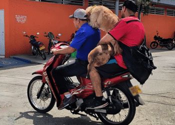 Transporte perruno en motocicleta en Tuluá: Un riesgo para conductores y mascotas