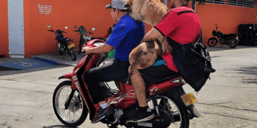 Transporte perruno en motocicleta en Tuluá: Un riesgo para conductores y mascotas