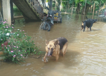 Refugio animal inundado por desbordamiento del río Cauca en Riofrío