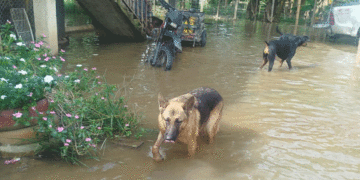 Refugio animal inundado por desbordamiento del río Cauca en Riofrío