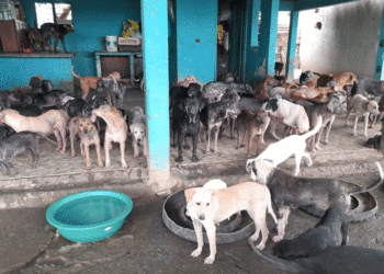Este domingo, Roldanillo celebrará el Segundo Carnaval para Mascotas 2025 en apoyo a 400 animales rescatados