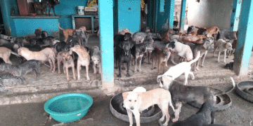 Este domingo, Roldanillo celebrará el Segundo Carnaval para Mascotas 2025 en apoyo a 400 animales rescatados