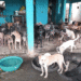 Este domingo, Roldanillo celebrará el Segundo Carnaval para Mascotas 2025 en apoyo a 400 animales rescatados