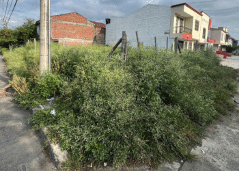 Lotes enmalezados: foco de contaminación y riesgo