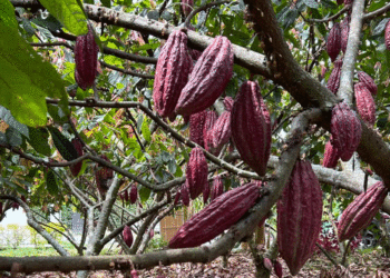 Acuerdo estratégico potenciará el cultivo de cacao en el Valle del Cauca