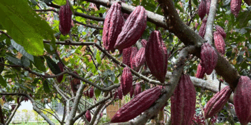 Acuerdo estratégico potenciará el cultivo de cacao en el Valle del Cauca