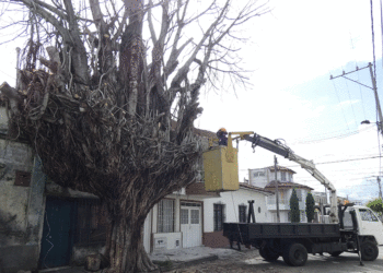Árbol de caucho seco fue talado en zona escolar de Tuluá