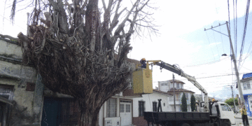 Árbol de caucho seco fue talado en zona escolar de Tuluá