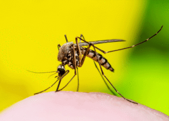 Gobernación del Valle aclara que no hay casos de fiebre amarilla en el departamento