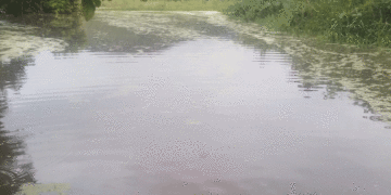 Nueva inundación en El Salto, Andalucía, por desbordamiento del río Cauca