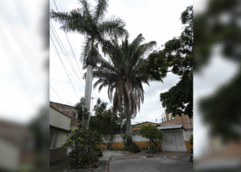 Ramas de palmas representan un riesgo para estudiantes