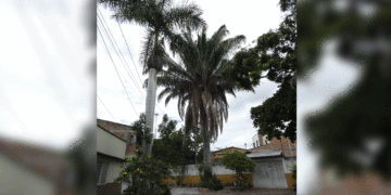 Ramas de palmas representan un riesgo para estudiantes