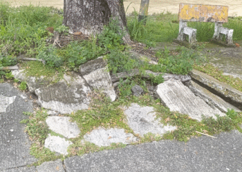 Un problema que crece bajo nuestros pies: raíces de árboles deterioran andenes en Tuluá