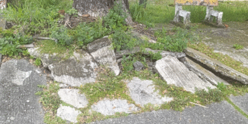 Un problema que crece bajo nuestros pies: raíces de árboles deterioran andenes en Tuluá