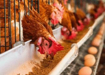 Aumenta el consumo diario de huevo en el Valle del Cauca