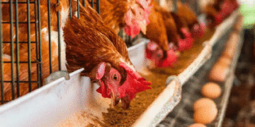 Aumenta el consumo diario de huevo en el Valle del Cauca