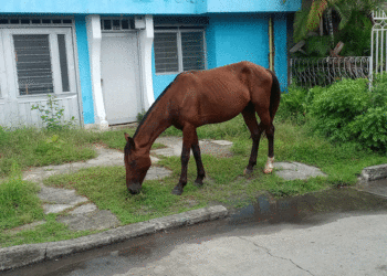 Crece la urgencia por un Centro de Bienestar Animal en Tuluá