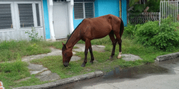 Crece la urgencia por un Centro de Bienestar Animal en Tuluá