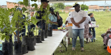 Entregan 700 árboles a comunidades de Tuluá para fortalecer la reforestación