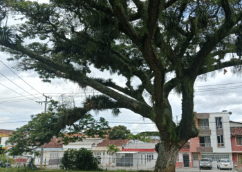 Árboles deteriorados generan preocupación en espacios públicos de la ciudad