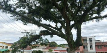 Árboles deteriorados generan preocupación en espacios públicos de la ciudad