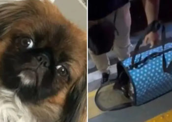 Perro murió asfixiado en la bodega de un bus intermunicipal