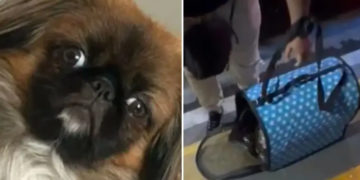 Perro murió asfixiado en la bodega de un bus intermunicipal