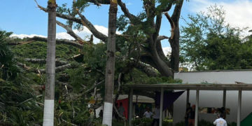 Se espera pronunciamiento de la CVC tras caída de árbol en centro vacacional de Buga
