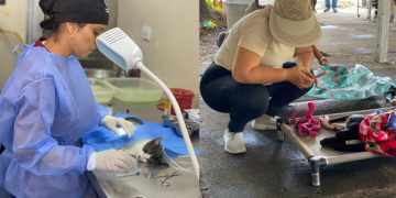 Perros y gatos fueron esterilizados en jornada gratuita en Tuluá