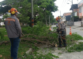 Poda preventiva en Tuluá busca evitar riesgos eléctricos y de seguridad