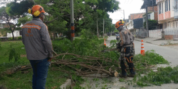 Poda preventiva en Tuluá busca evitar riesgos eléctricos y de seguridad