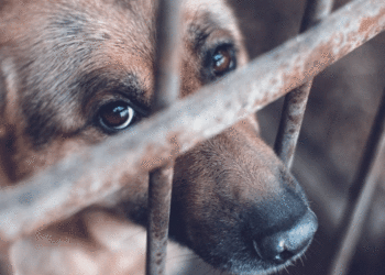 Corte Constitucional reconoce a los animales como seres sintientes en fallo histórico