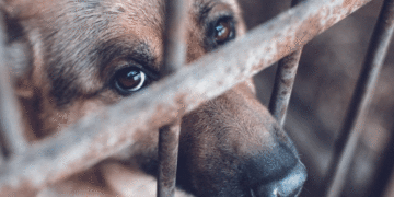 Corte Constitucional reconoce a los animales como seres sintientes en fallo histórico