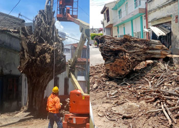 Adiós al histórico árbol de caucho de Tuluá