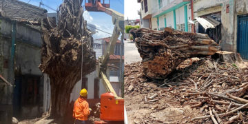 Adiós al histórico árbol de caucho de Tuluá