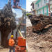 Adiós al histórico árbol de caucho de Tuluá