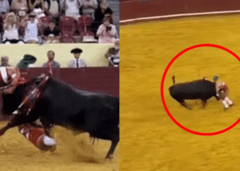 En video: joven torero murió tras ser embestido por toro de 700kg