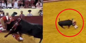 En video: joven torero murió tras ser embestido por toro de 700kg